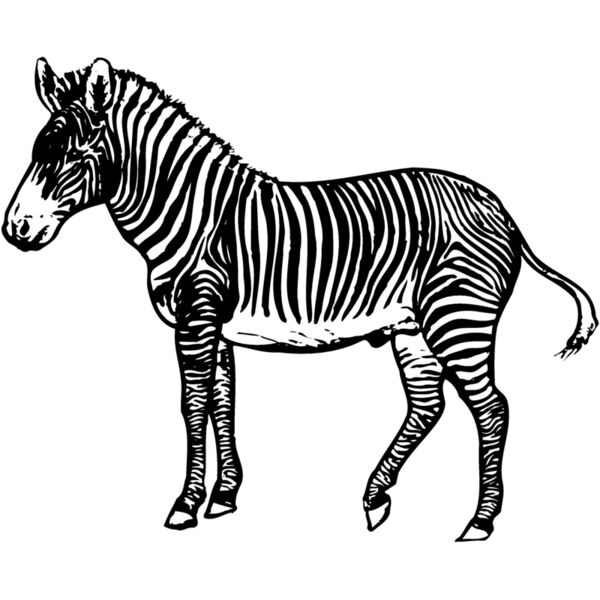 ZEBRA003 Thumbnail